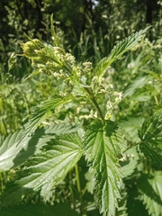 Urtica dioica