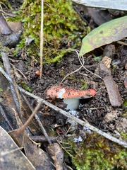 Russula persanguinea