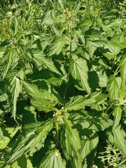 Urtica dioica