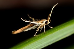 Stathmopoda skelloni