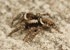 Evarcha proszynskii