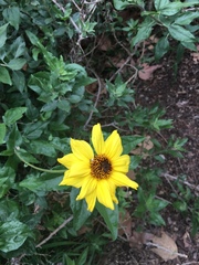 Helianthus californicus