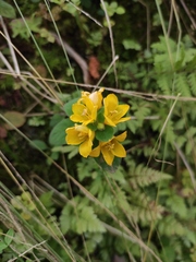 Lysimachia congestiflora