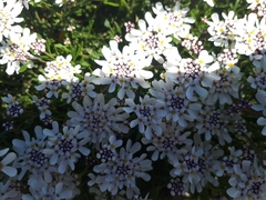 Iberis procumbens