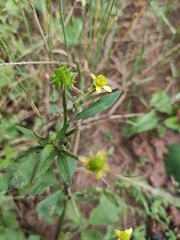 Ranunculus japonicus