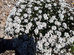 Iberis procumbens