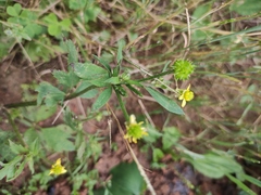 Ranunculus japonicus