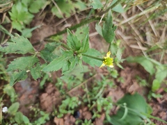 Ranunculus japonicus