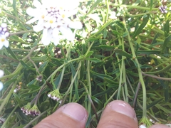 Iberis procumbens