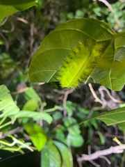 Quasithosea obliquistriga