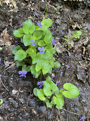 Viola selkirkii