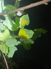 Quasithosea obliquistriga