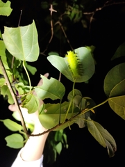 Quasithosea obliquistriga