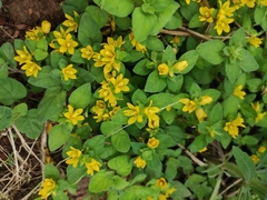 Lysimachia congestiflora