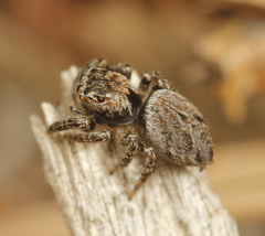 Evarcha proszynskii