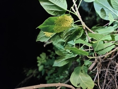 Quasithosea obliquistriga