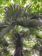 Trachycarpus fortunei
