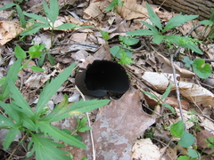 Urnula