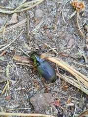 Harpalus laevipes