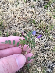 Astragalus leptocarpus
