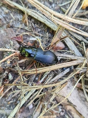 Harpalus laevipes