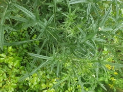 Cirsium vulgare