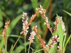 Persicaria madagascariensis