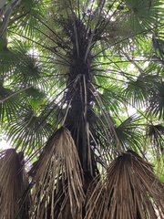 Trachycarpus fortunei