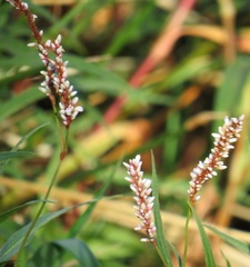 Persicaria madagascariensis