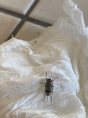 Leiopus femoratus