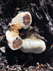 Pholiota nubigena