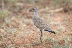 Vanellus