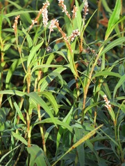 Persicaria madagascariensis