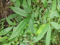 Zanthoxylum armatum