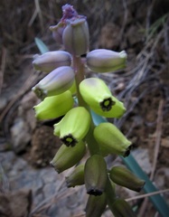 Muscari macrocarpum
