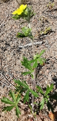 Potentilla intermedia
