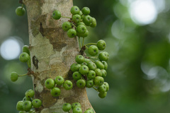 Ficus botryocarpa