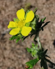 Potentilla intermedia