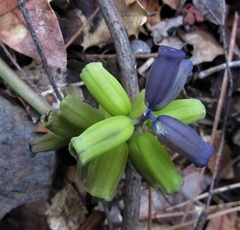 Muscari macrocarpum