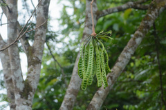Parkia speciosa