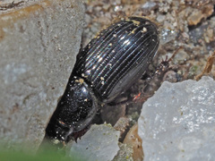 Liothorax