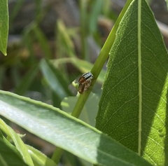 Pachybrachis bivittatus