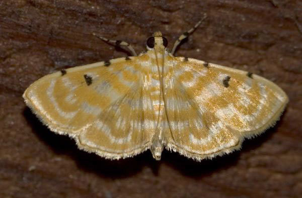 Notarcha aurolinealis
