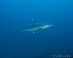 Carcharhinus albimarginatus