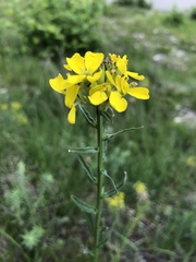 Erysimum odoratum