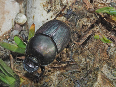 Onthophagus illyricus