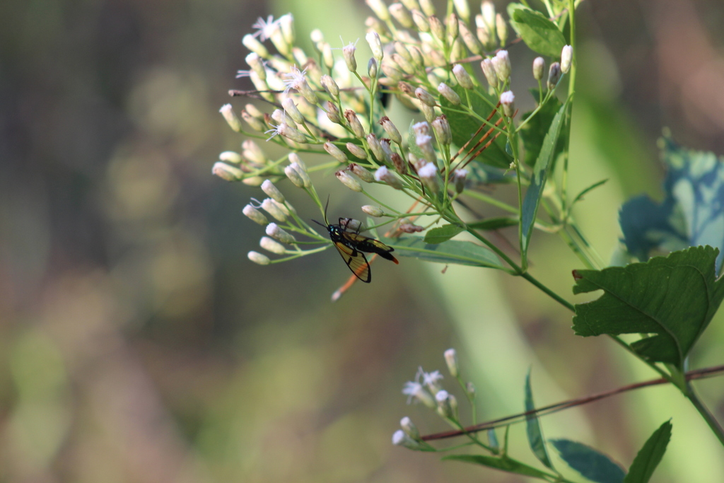 Trichura fulvicaudata