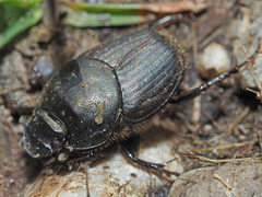 Onthophagus illyricus