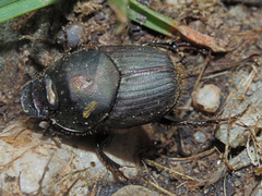 Onthophagus illyricus
