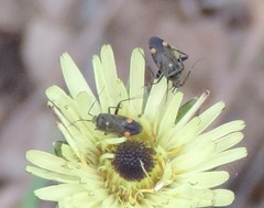 Closterotomus cinctipes